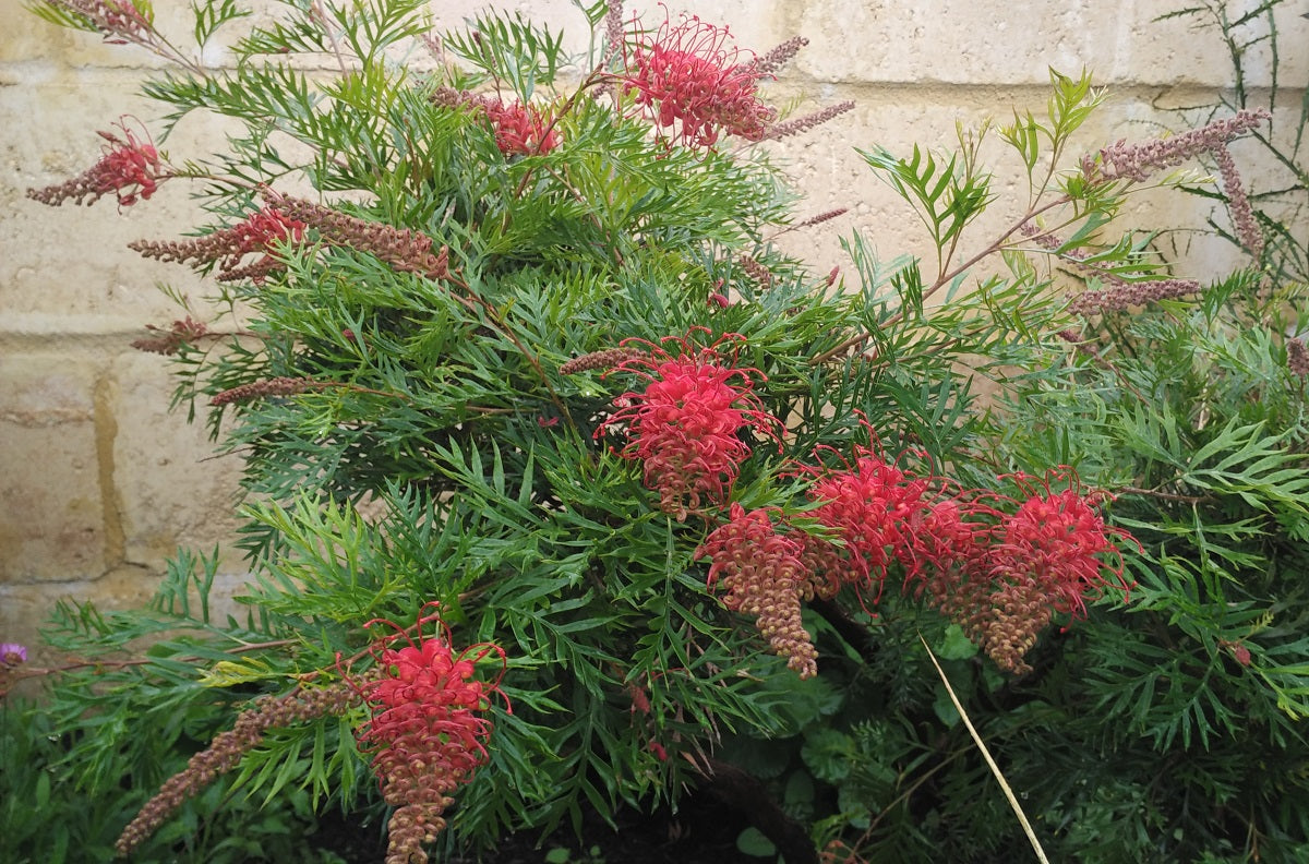 Grevillea banksii x bipinnatifida - ROBYN GORDON