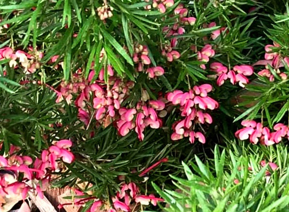 Grevillea rosmarinifolia - ROSY BABY - Rosemary Grevillea