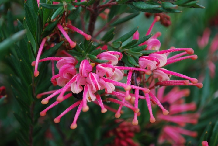 Grevillea rosmarinifolia - ROSY BABY - Rosemary Grevillea
