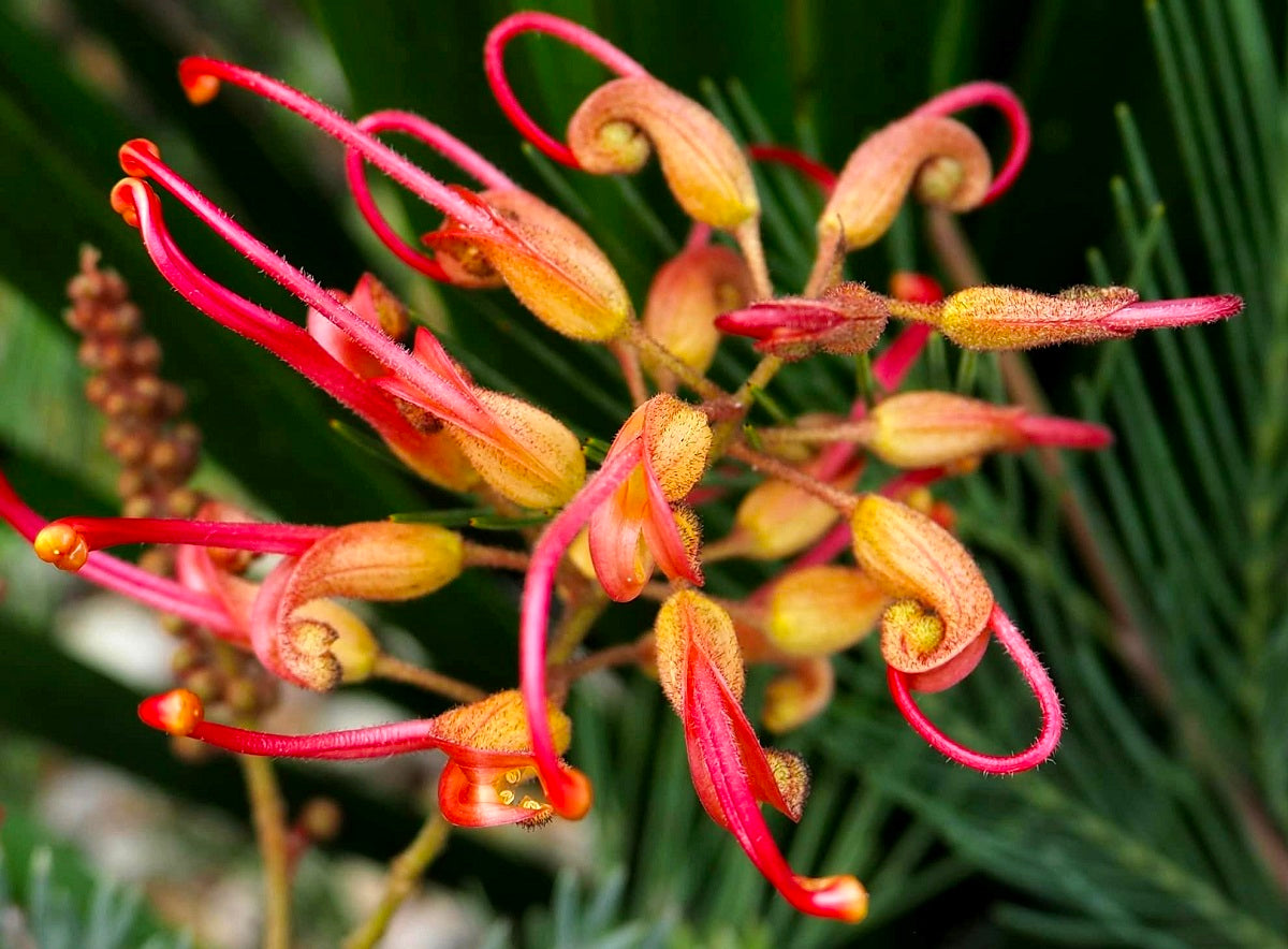 Grevillea banksii - SOOPA DOOPA - Dwarf Silky Oak