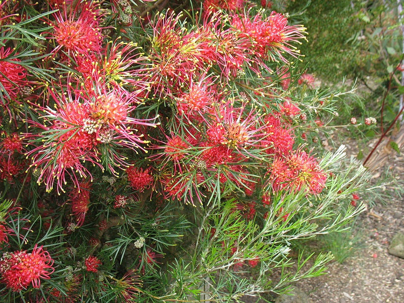 Grevillea olivacea x thelemanniana - WINPARA GEM - Olive Spider-Net Grevillea