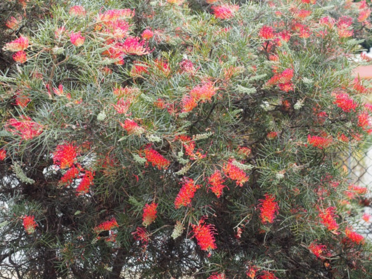 Grevillea - WOMAN OF SPIRIT 'GR95' PBR