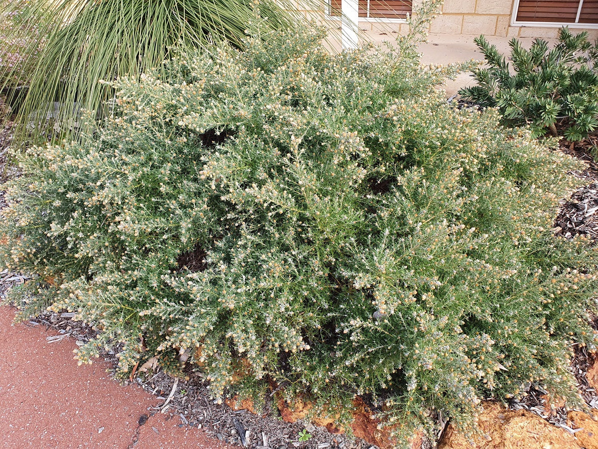 Grevillea crithmifolia - Prostrate Green Carpet Grevillea
