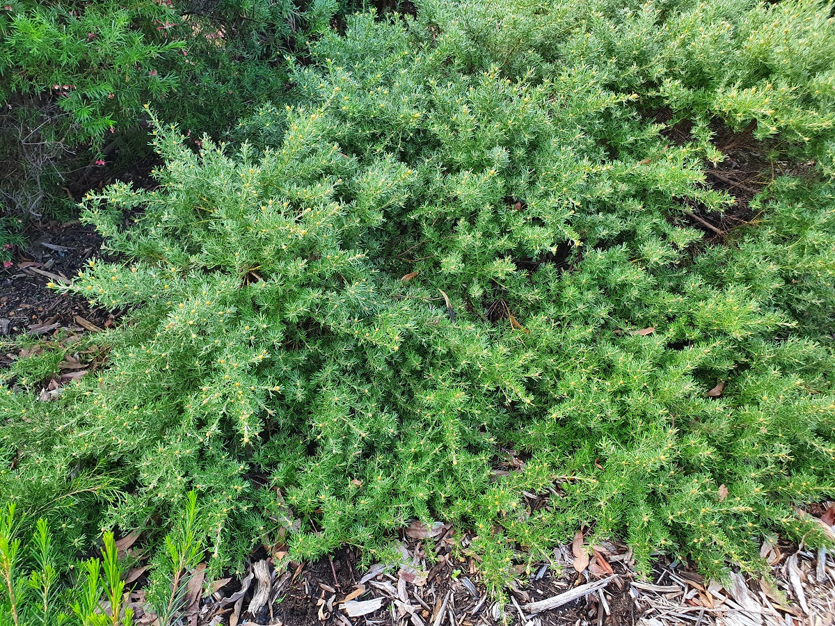 Grevillea crithmifolia - Prostrate Green Carpet Grevillea