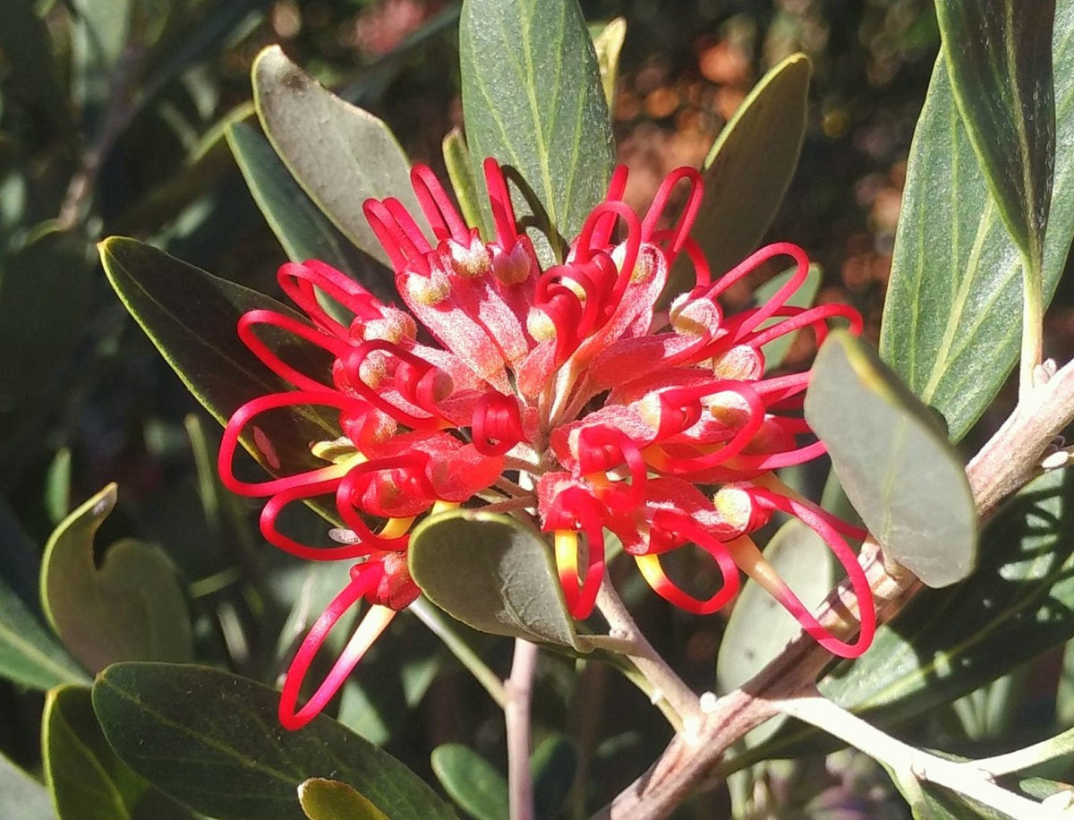 Grevillea olivacea - RED - Olive Grevillea