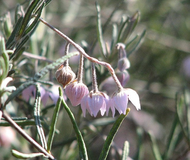 Guichenotia ledifolia - Pink Paper Bells