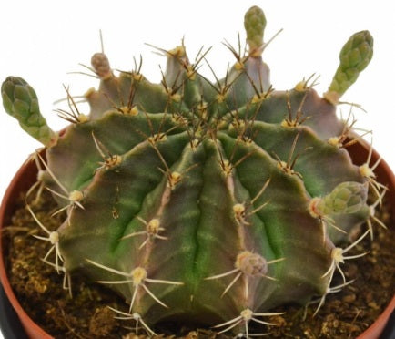 Gymnocalycium anisitsii compactum - Dwarf Spider Cactus
