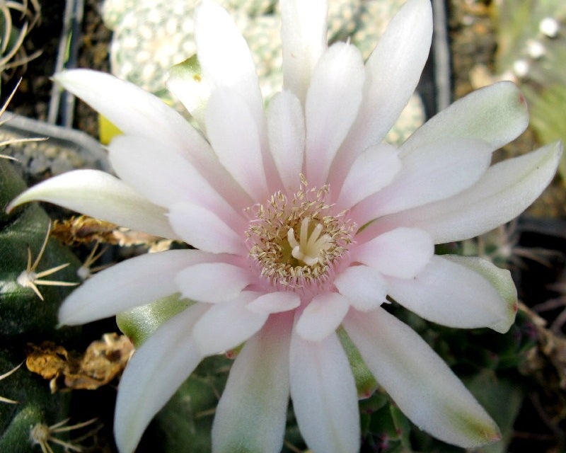 Gymnocalycium anisitsii compactum - Dwarf Spider Cactus