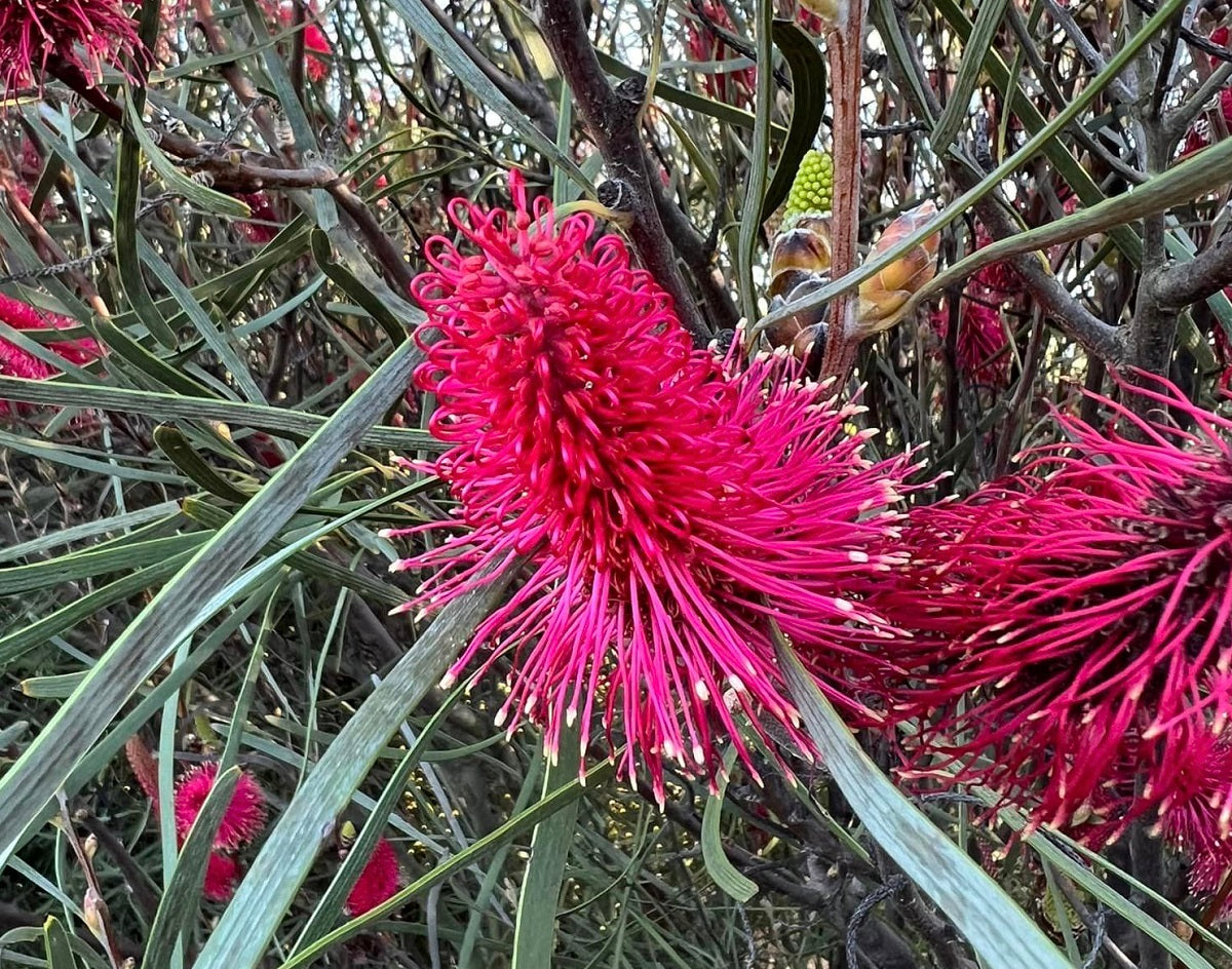 Hakea francisiana - Bottlebrush Hakea