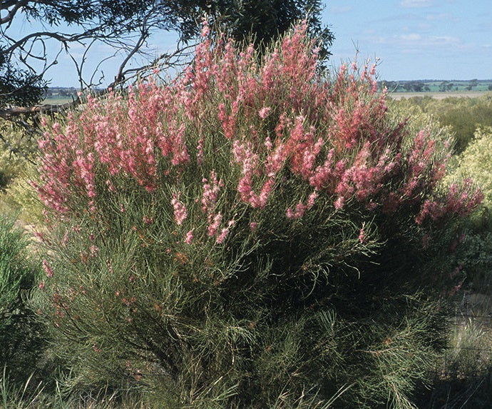 Hakea invaginata - Pink Plumed Hakea