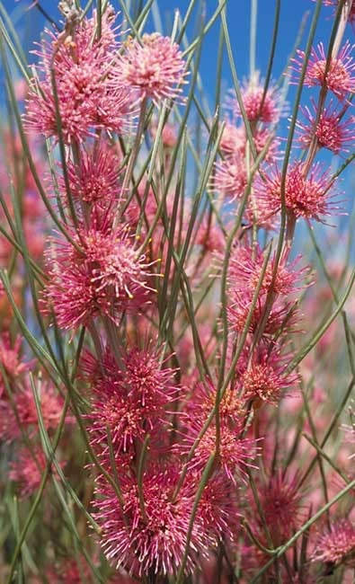 Hakea invaginata - Pink Plumed Hakea
