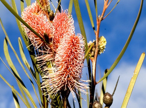 Hakea multilineata - Grass-Leaved Hakea