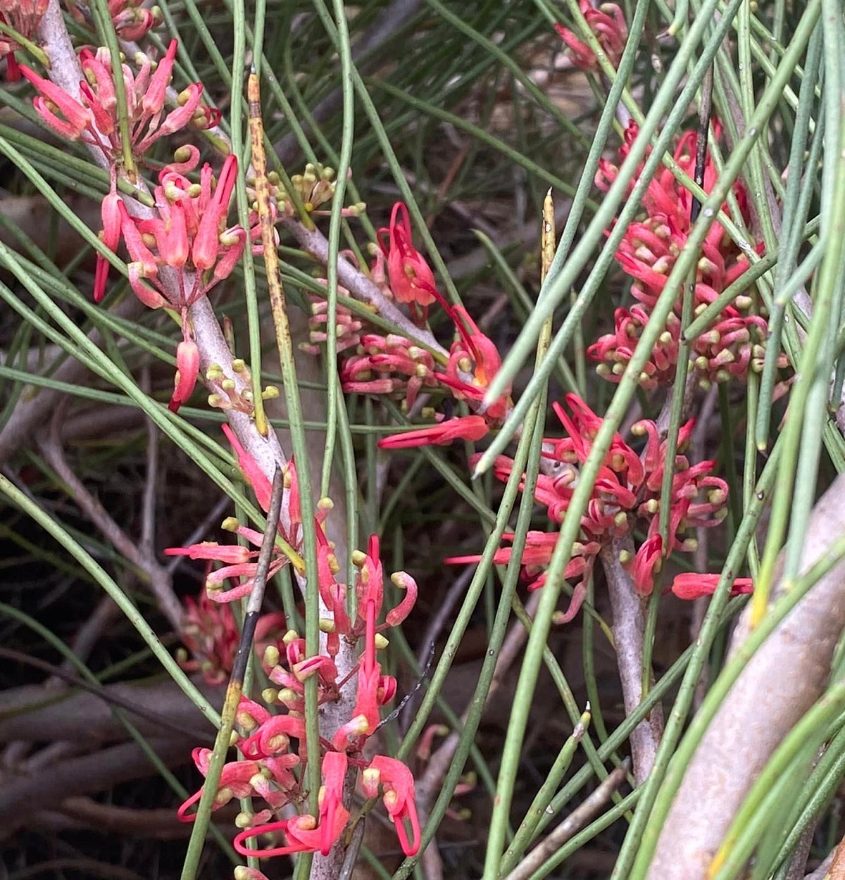 Hakea orthorrhyncha - Bird-Beak Hakea