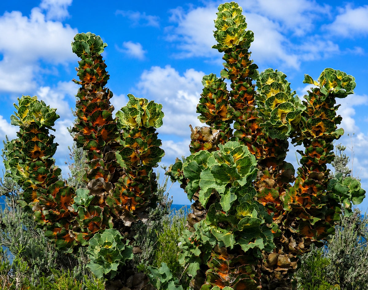 Hakea victoria - Royal Hakea