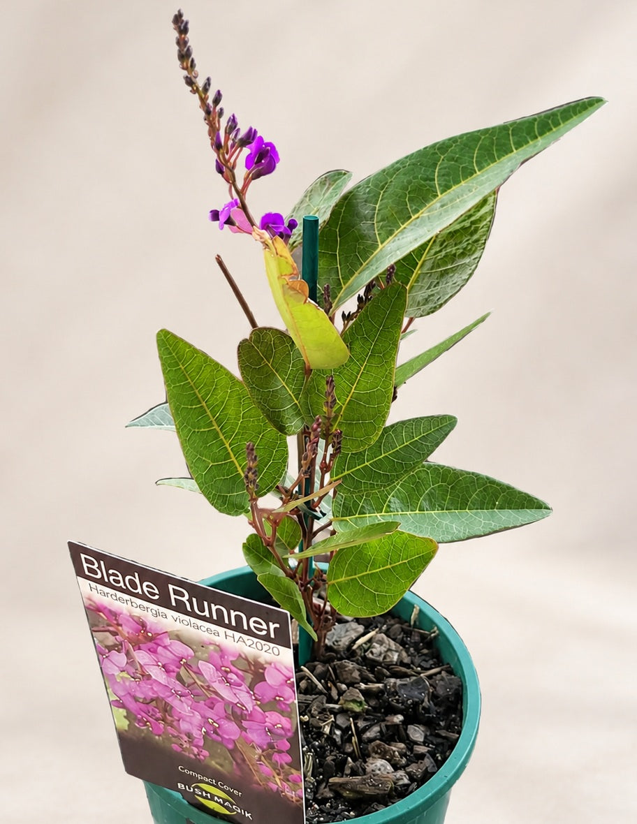 Hardenbergia violacea - BLADE RUNNER - Native Sarsparilla 'HA2020' PBR