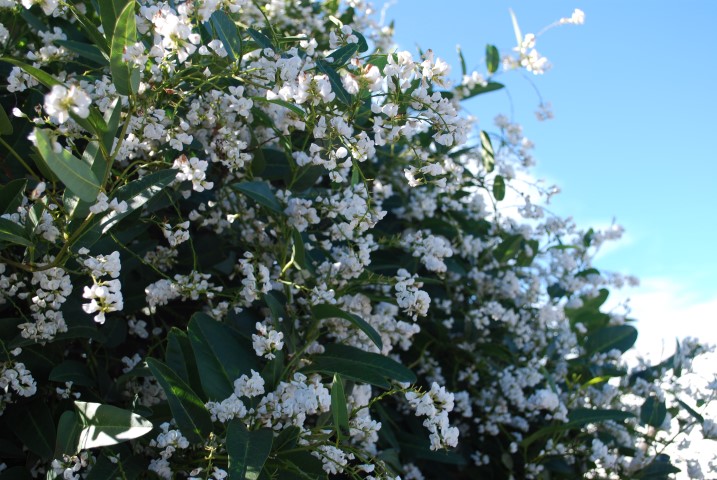 Hardenbergia violacea - SNOW WHITE - Native Sarsparilla