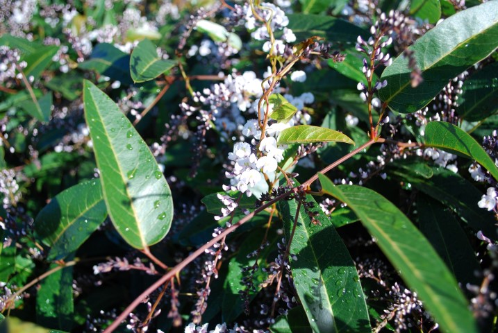 Hardenbergia violacea - FREE N EASY - Native Sarsparilla