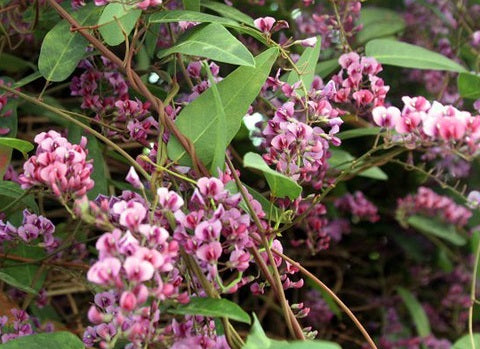 Hardenbergia violacea - PINK SPRAY - Native Sarsparilla