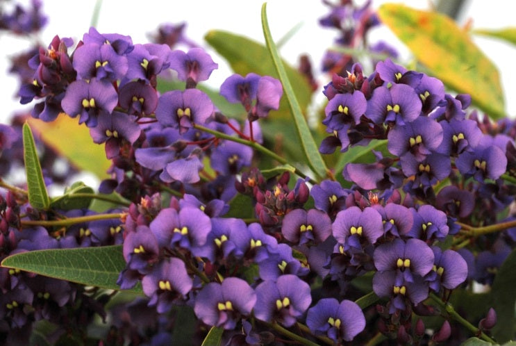 Hardenbergia violacea - PURPLE SPRAY - Native Sarsparilla