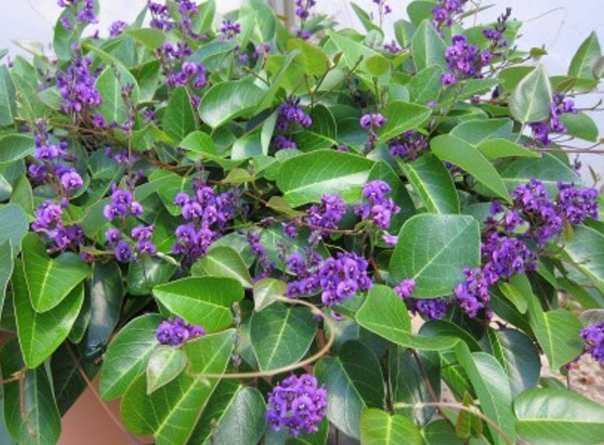 Hardenbergia violacea - SWEET HEART - Native Sarsparilla 'Sweet Heart' PBR