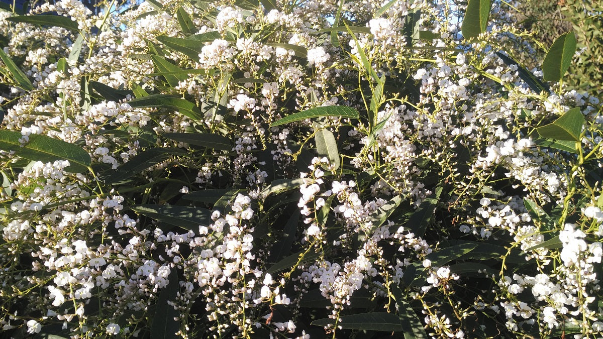 Hardenbergia violacea - WHITE OUT - Native Sarsparilla