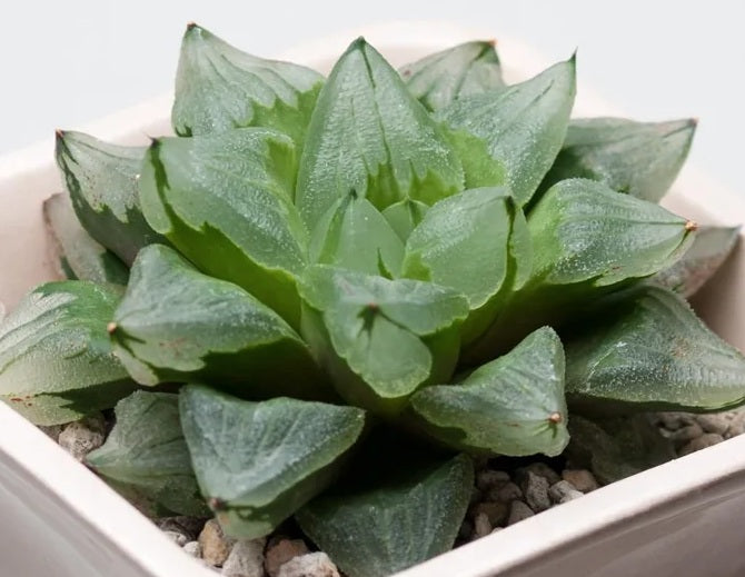 Haworthia magnifica - ICE CITY