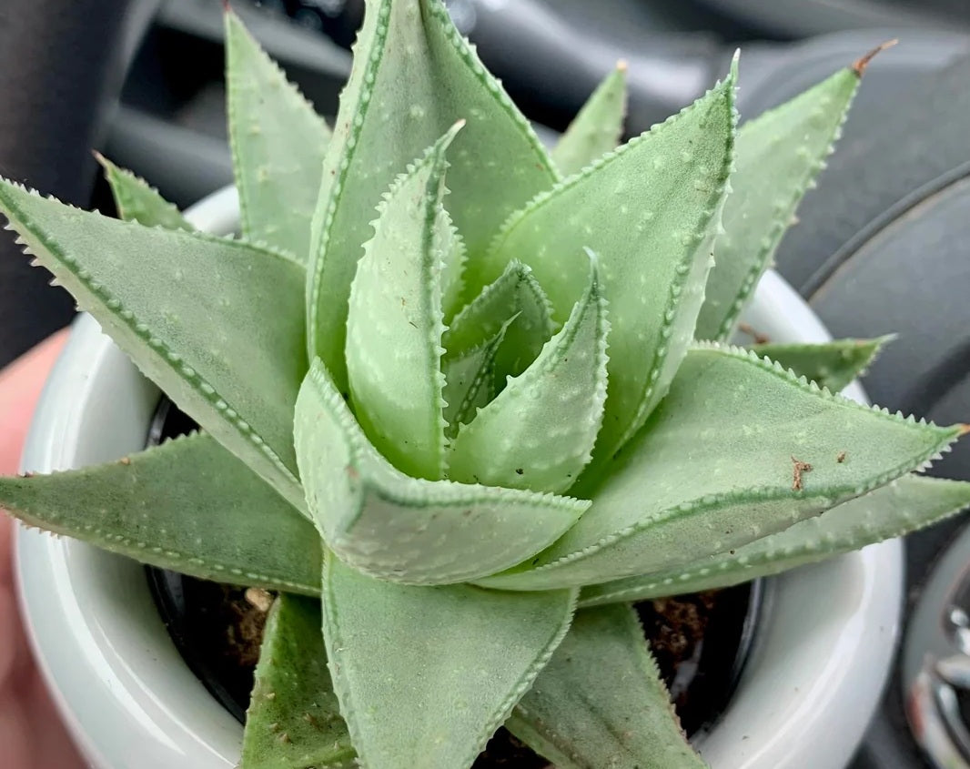 Haworthia - SAVANNA
