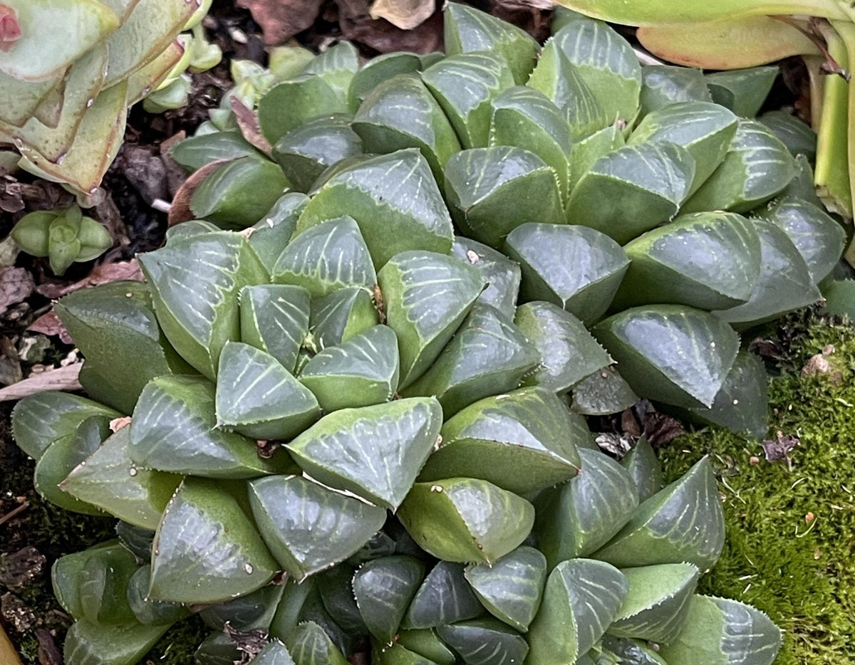 Haworthia retusa - Star Cactus