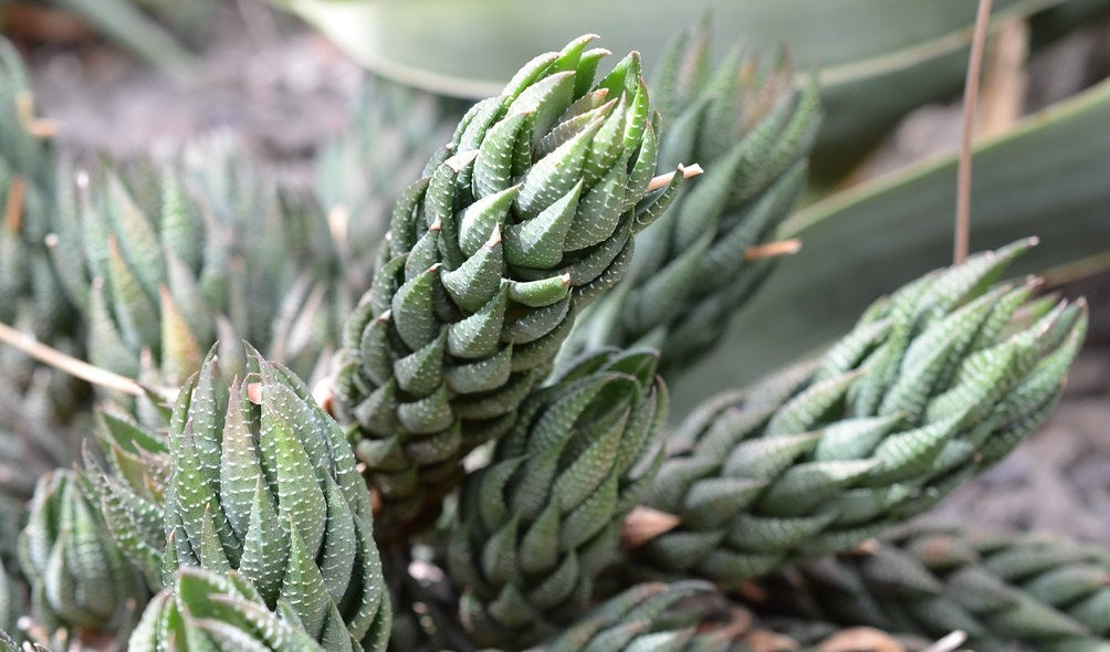 Haworthiopsis coarctata - Crowded Haworthia