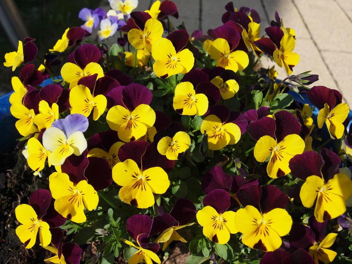 Heartsease - Viola tricolor