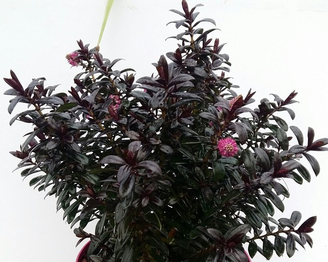 Veronica - BLACK SATIN - Hebe 'TULL304' PBR