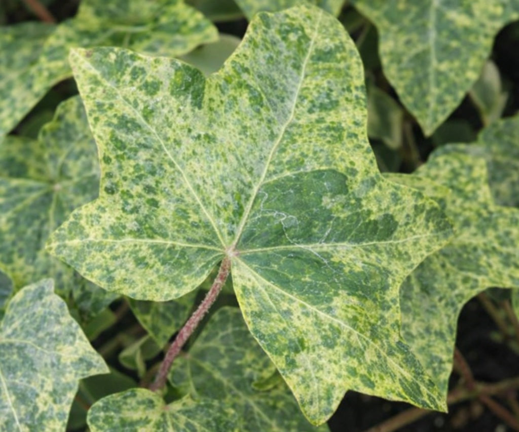 Hedera helix - GOLD DUST - Variegated English Ivy