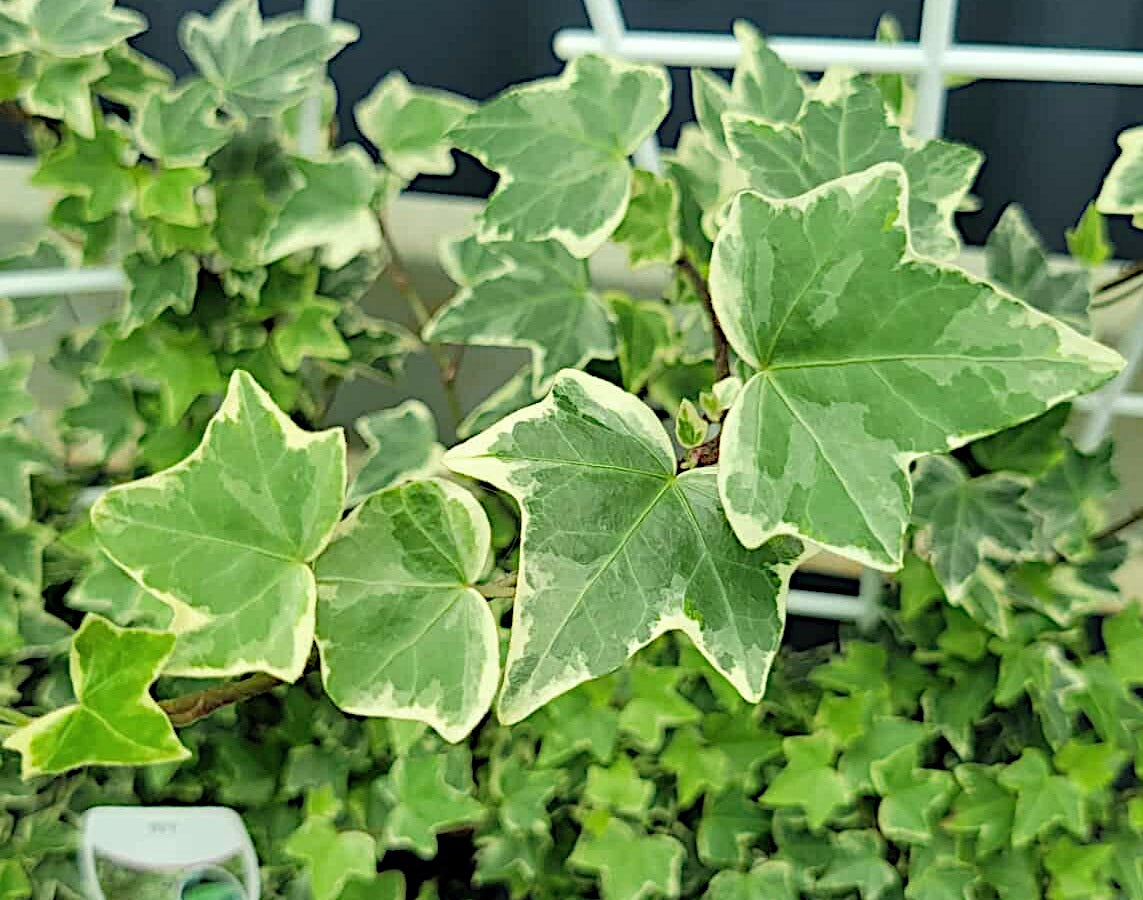 Hedera helix - WHITE DIAMOND - Variegated English Ivy Hanging Basket