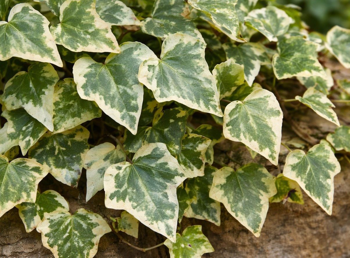 Hedera canariensis - Variegated Canary Island Ivy