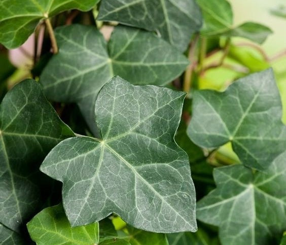 Hedera helix - PITTSBURGH - English Ivy