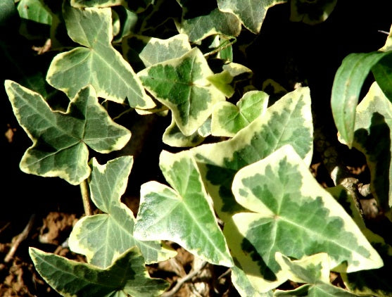 Hedera helix - Variegated English Ivy