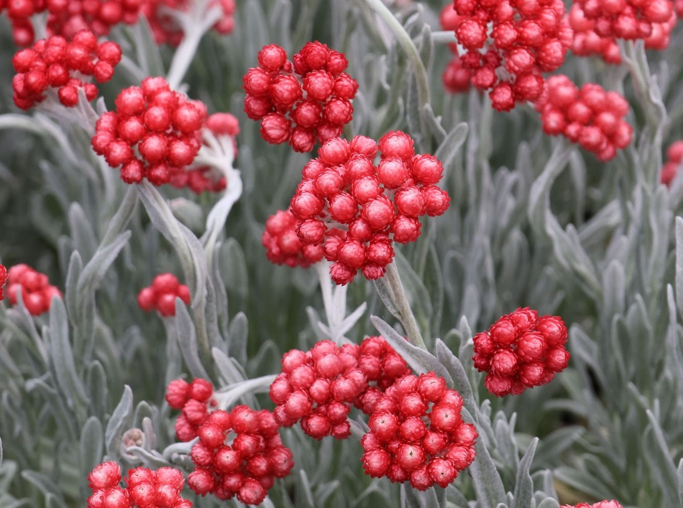 Helichrysum amorginum - RED JEWEL - Ruby Cluster