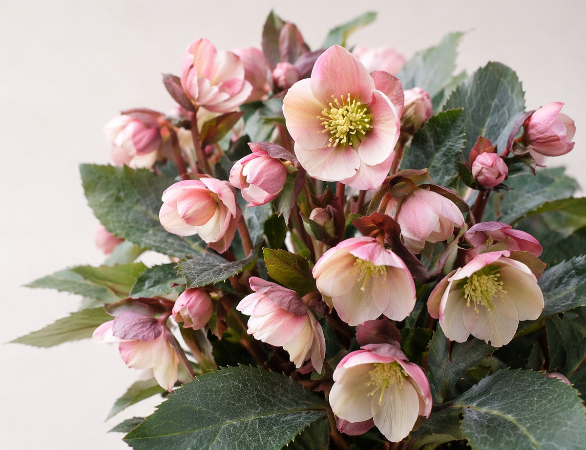 Helleborus - PINK FROST - Hellebore