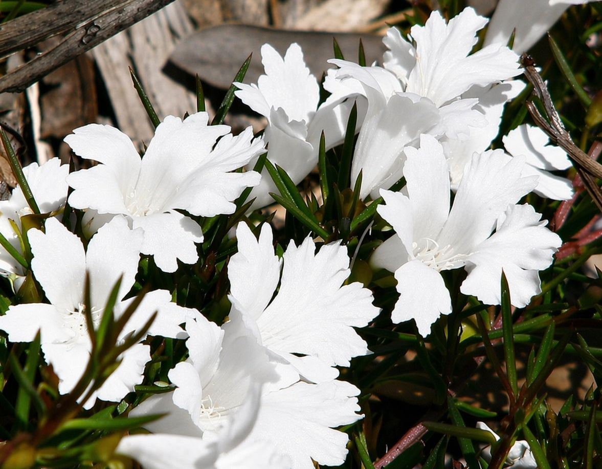 Hemiandra pungens alba - White Snakebush