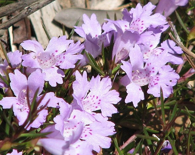 Hemiandra pungens - Mauve Snakebush