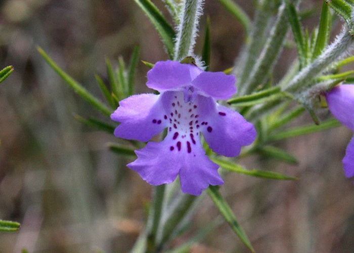 Hemiandra pungens purpurea - Purple Snakebush