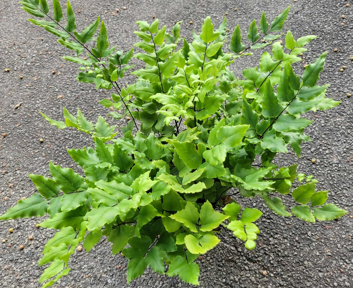 Hemionitis viridis - Green Cliff Brake Fern