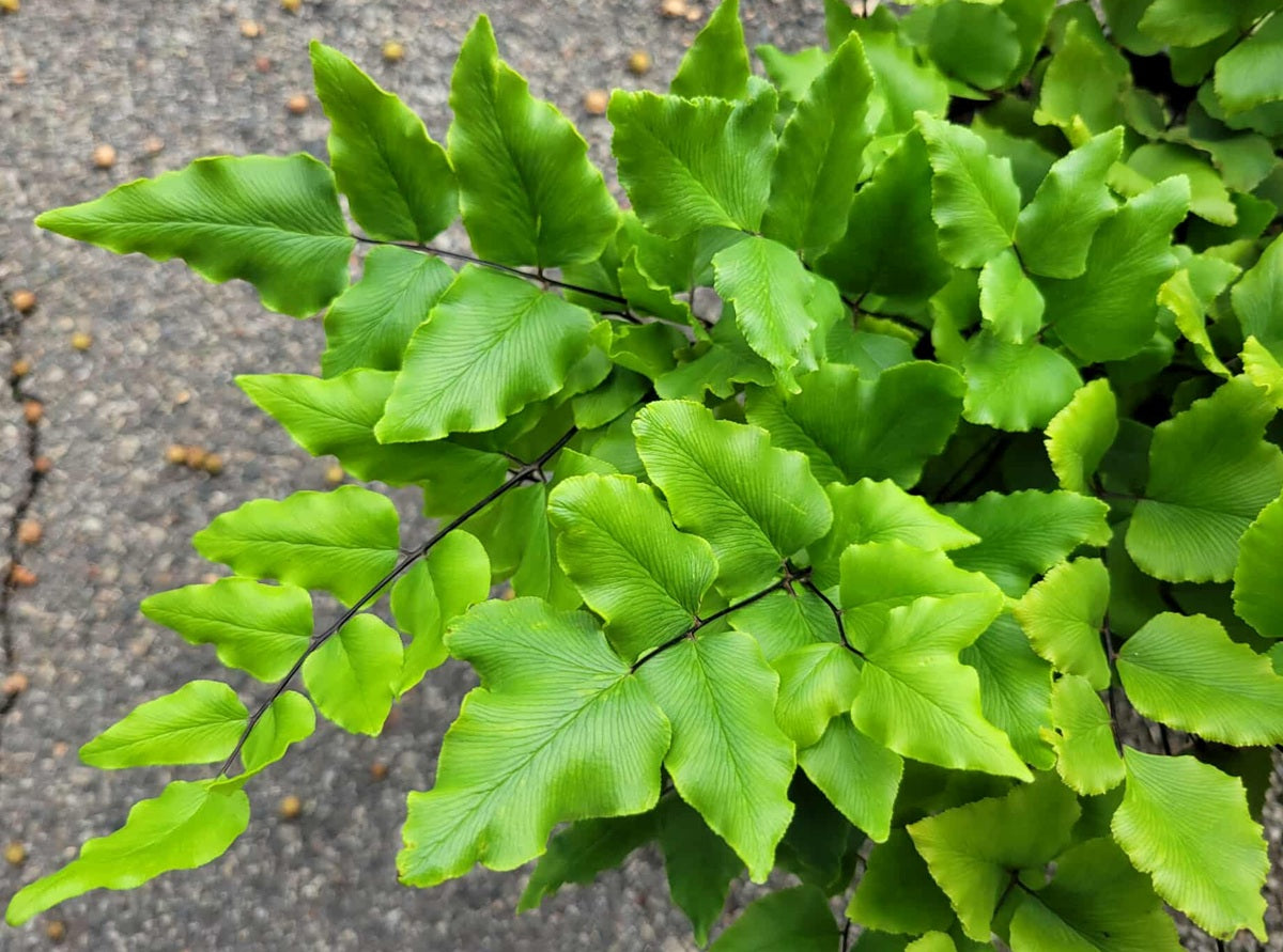 Hemionitis viridis - Green Cliff Brake Fern