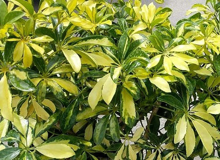 Heptapleurum arboricola - Variegated Dwarf Umbrella Tree