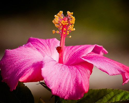 Hibiscus rosa-sinensis - HAWAIIAN SKIES - China Rose