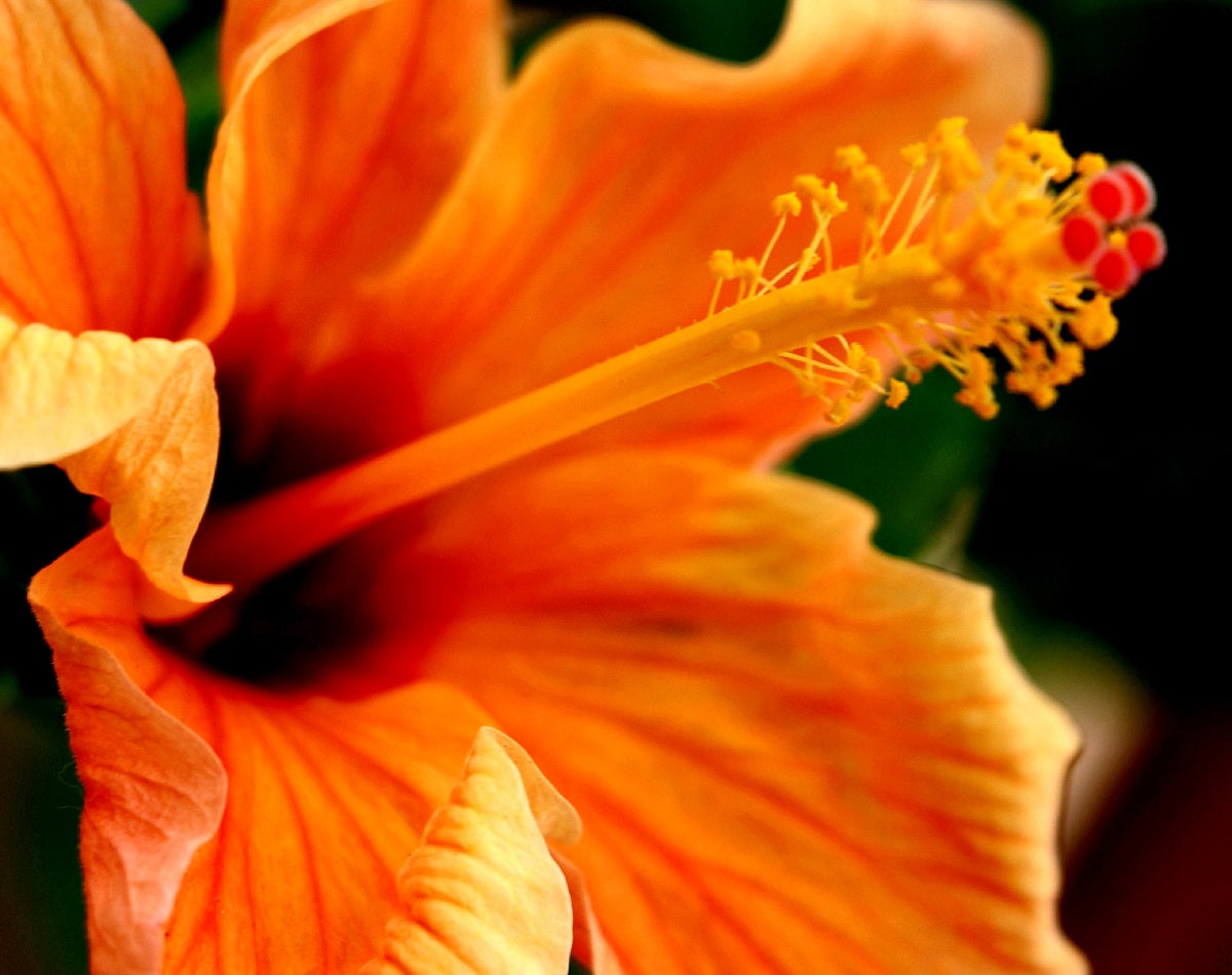 Hibiscus rosa-sinensis - JAZZY - China Rose