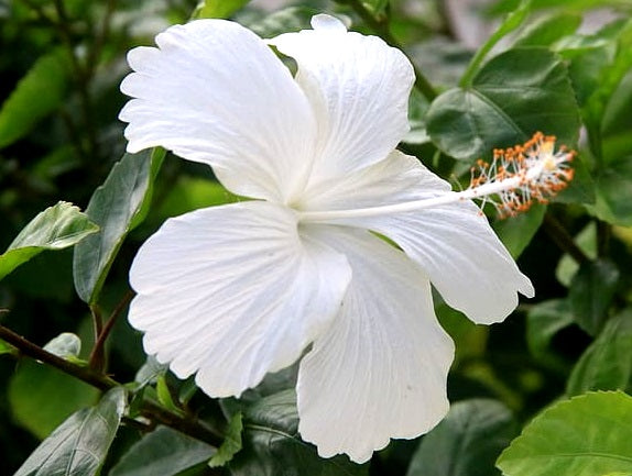 Hibiscus rosa-sinensis - SWAN LAKE - China Rose