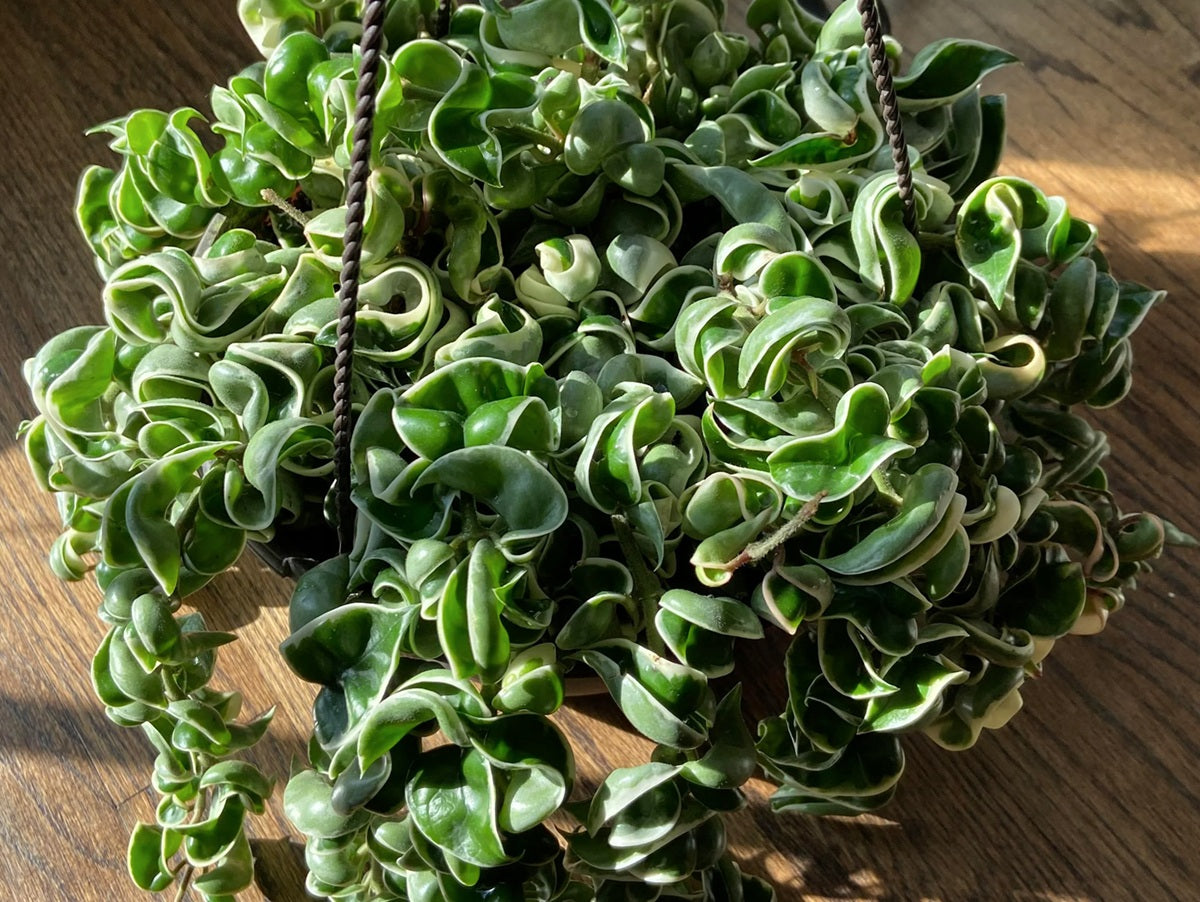 Hoya carnosa - INDIAN ROPE OUTSIDE VARIEGATED - Wax Flower Hanging Basket