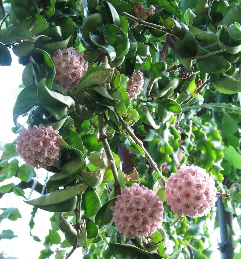 Hoya carnosa - INDIAN ROPE - Wax Flower Hanging Basket