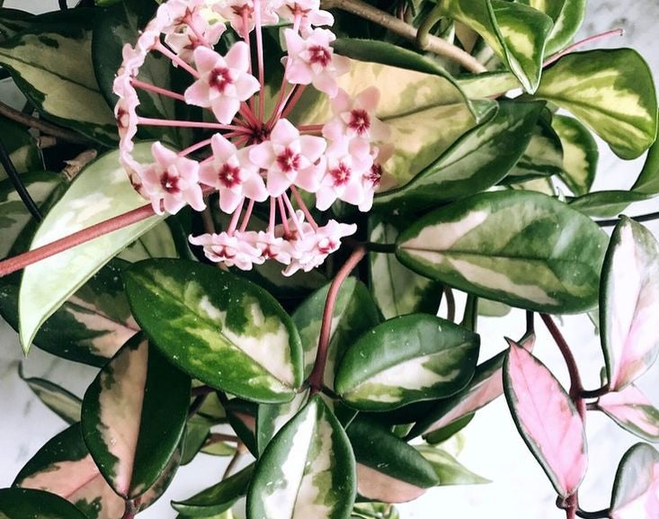 Hoya carnosa - KRIMSON PRINCESS - Variegated Wax Flower